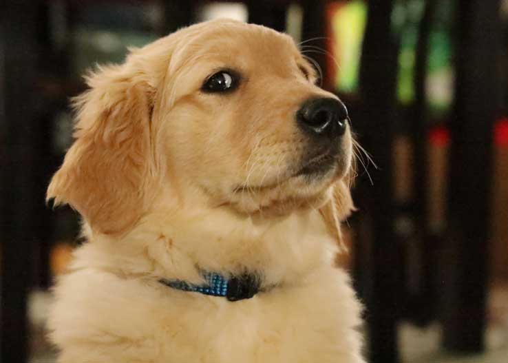 Best Collar for Golden Retriever