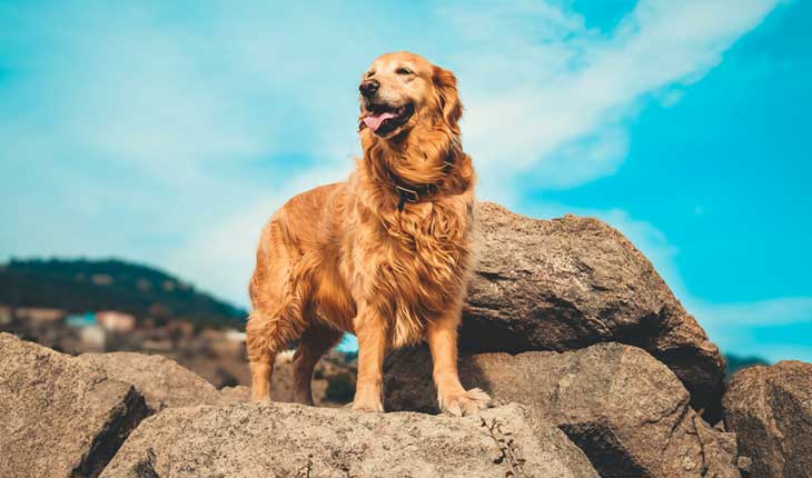 Best Collar for Golden Retriever 2024: Reviews + Buying Guide